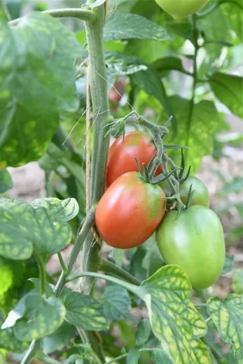 Oma's Beste, Bio Oma's Beste, Bio