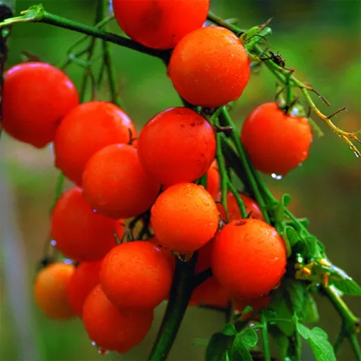 Orange Bourgoin, Bio