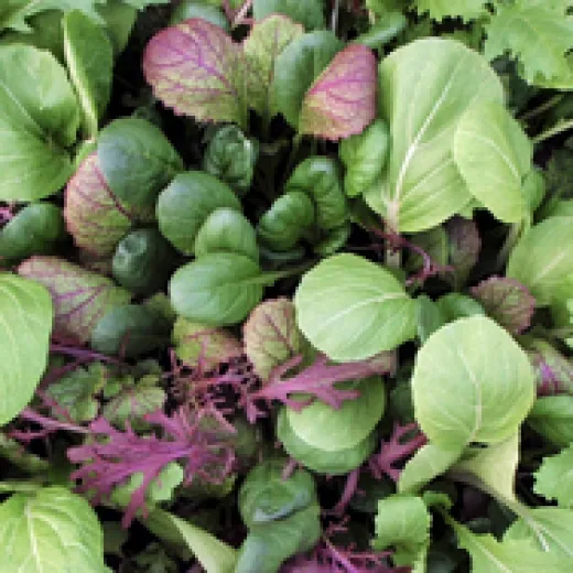 Oriental Mix, Bio Oriental Mix, Bio