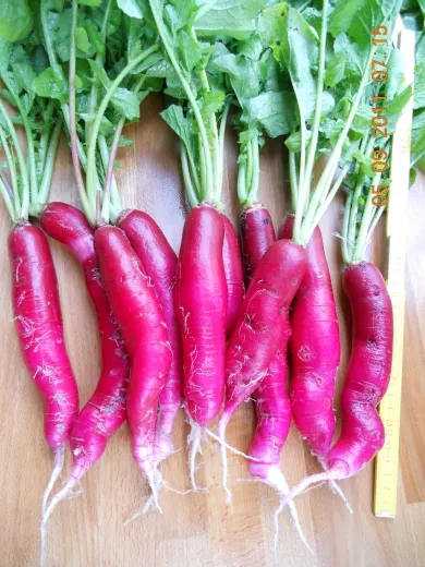 Ostergruß Rosa 2, Bio