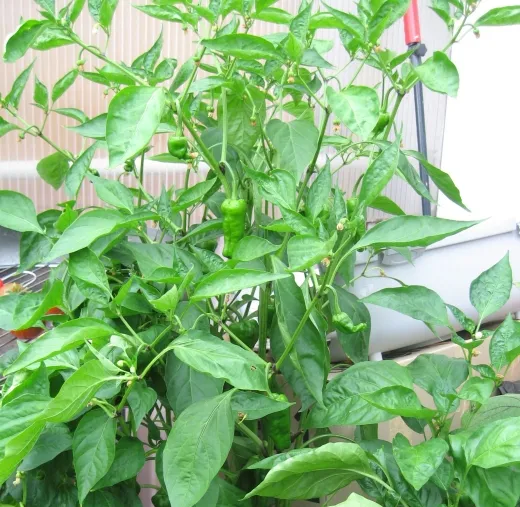 Padron, Bio Padron, Bio