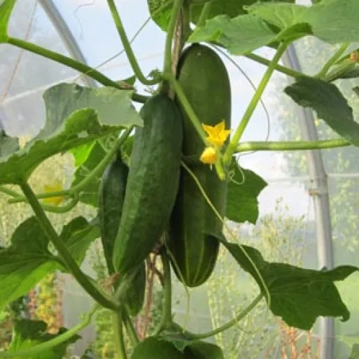 Persische Gurke, Bio Persische Gurke, Bio