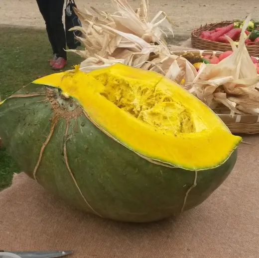 Peruanischer Kürbis