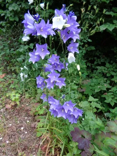 Pfirsichblättrige Glockenblumen - Mix, Bio Pfirsichblättrige Glockenblumen - Mix, Bio