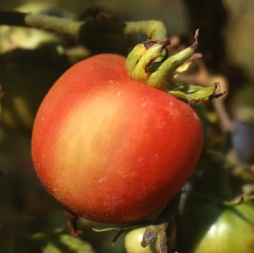 Pfirsichtomate, Bio