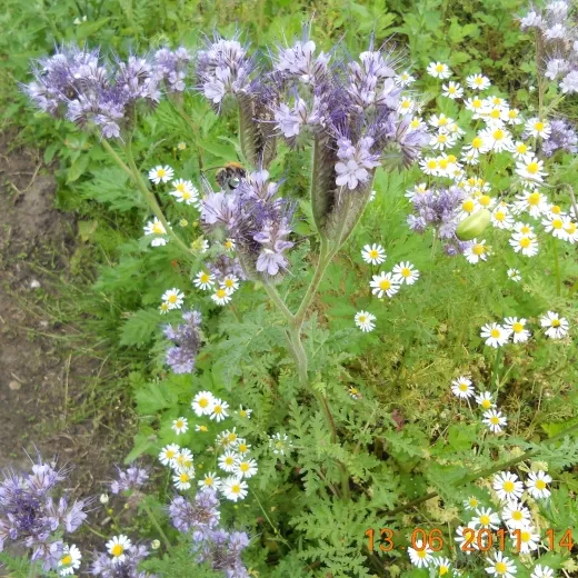 Phacelia, Bio, Großpackung