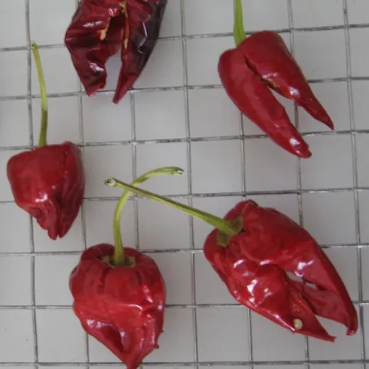 Piment d'Espelette, Selektion Haas, Bio