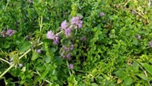 Poleiminze 'Lonjsko Polje', Bio