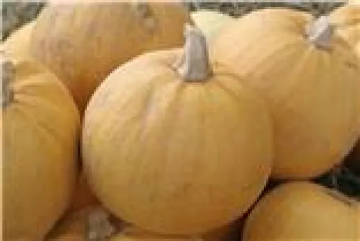 Pomme d'Or, Bio Pomme d'Or, Bio