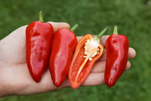 Poromeo (Die Scharfe), Bio