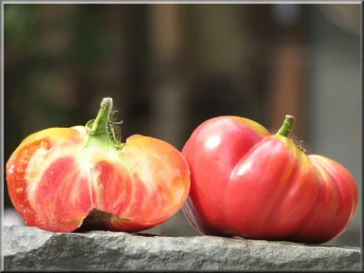 Potiron Écarlate, Bio