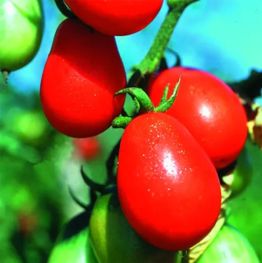 Prinz Borghese, Bio Prinz Borghese, Bio