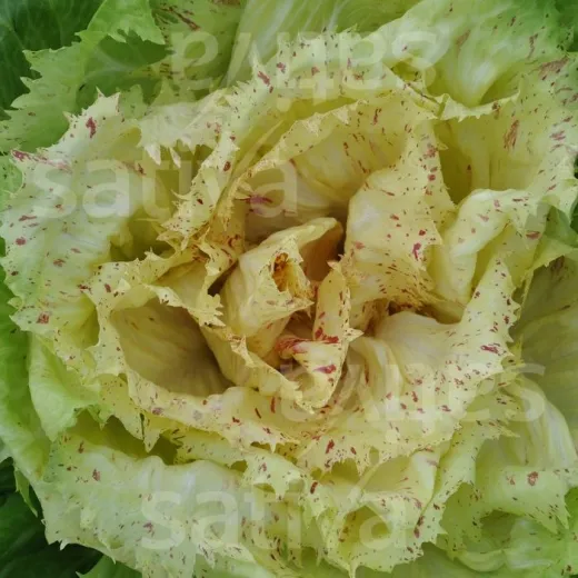 Radicchio Castelfranco Radicchio Castelfranco