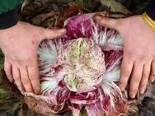 Radicchio Variegata di Lucia, Bio