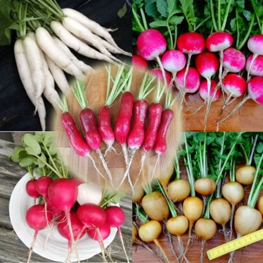 Radies-Mix, Bio Radies-Mix, Bio