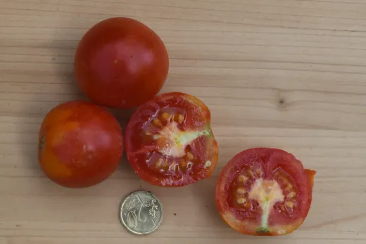 Radio, Bio Radio, Bio