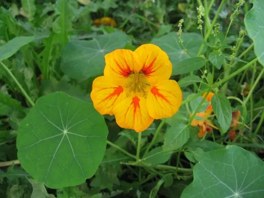 Rankende Kapuzinerkresse, Bio Rankende Kapuzinerkresse, Bio