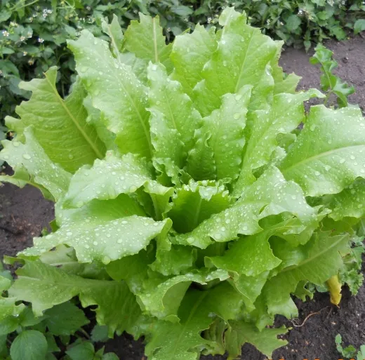 Regina dei Ghiacci, Bio, Mini-Pack