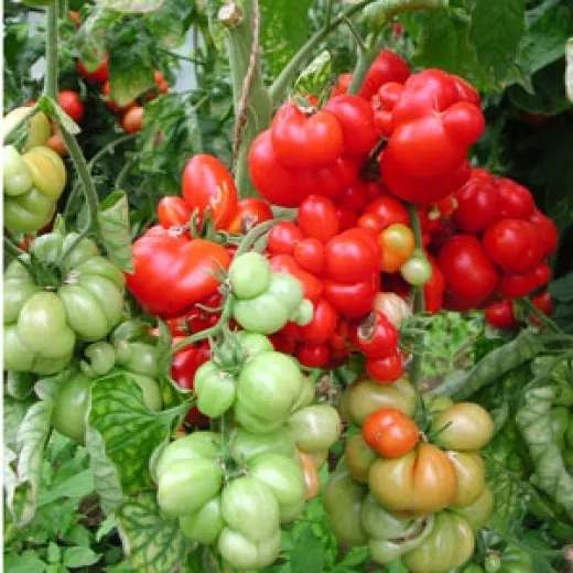 Reisetomate, Bio Reisetomate, Bio