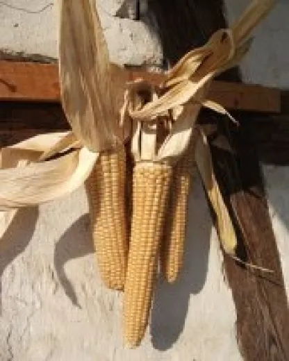 Rheintaler Ribel, Bio