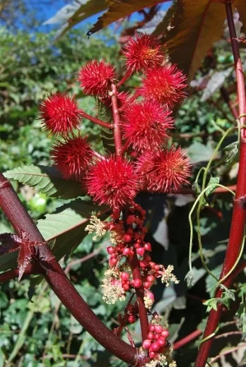 Rizinus, Wunderbaum Rizinus, Wunderbaum