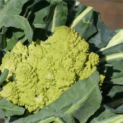 Romanesco, Bio