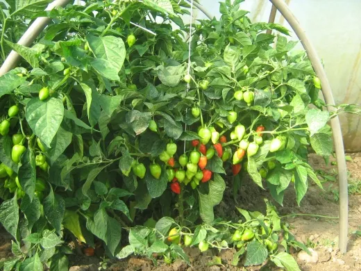 Rote Habanero, Bio Rote Habanero, Bio