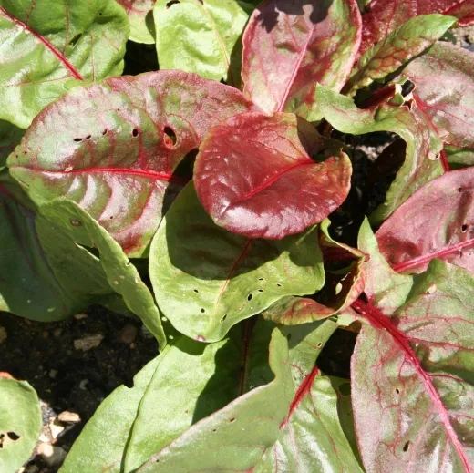 Roter Sauerampfer, Bio Roter Sauerampfer, Bio