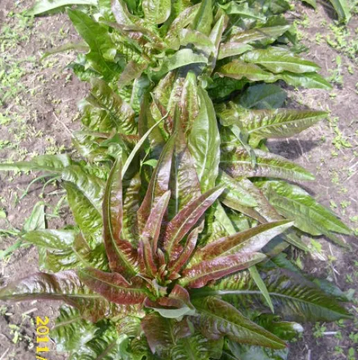 Roter Stern, Bio, Mini-Pack