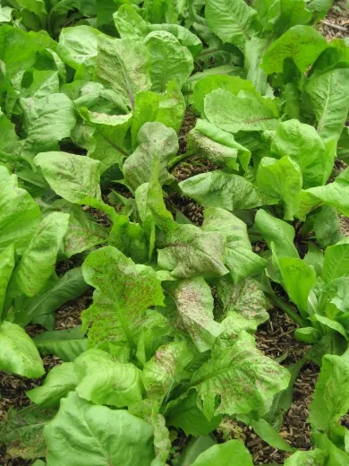 Roter von Verona, Bio