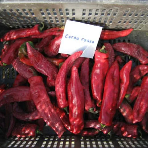 Rotes Stierhorn, Bio