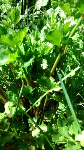 Rotstieliger Sellerie Rotstieliger Sellerie