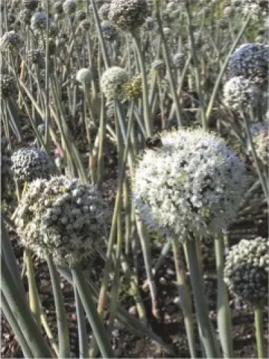 Rouge de Genève, Bio Rouge de Genève, Bio
