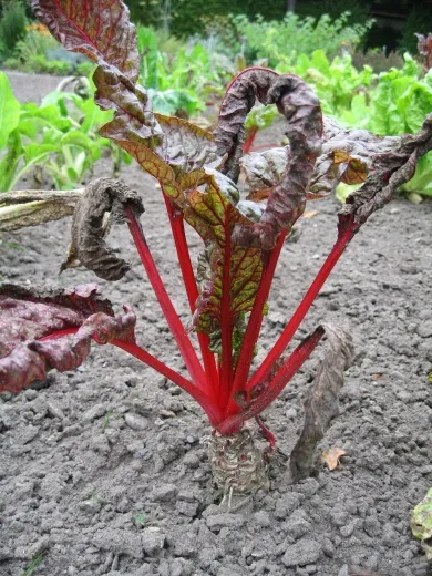Ruby Chard, Bio Ruby Chard, Bio