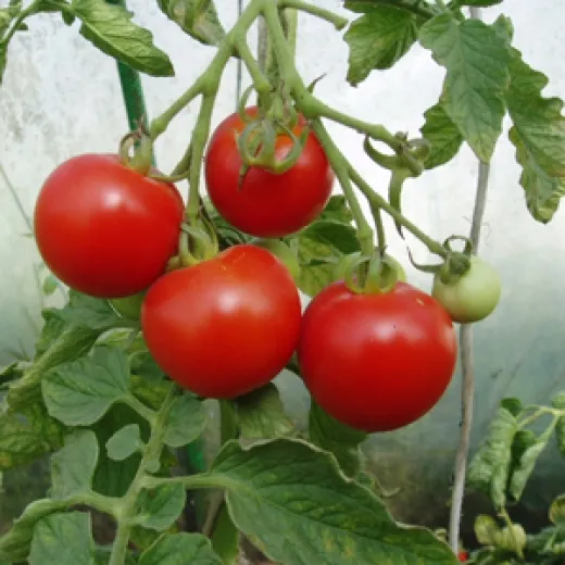Rumänische Fleischtomate, Bio