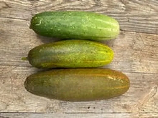 Rumänische Landgurke, Bio