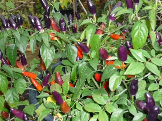 Rumänischer Bunter, Bio