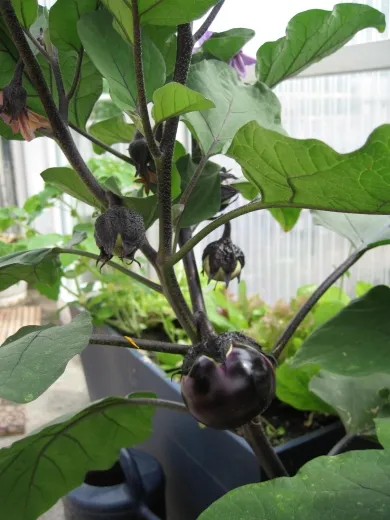 Runde von Valence, Bio