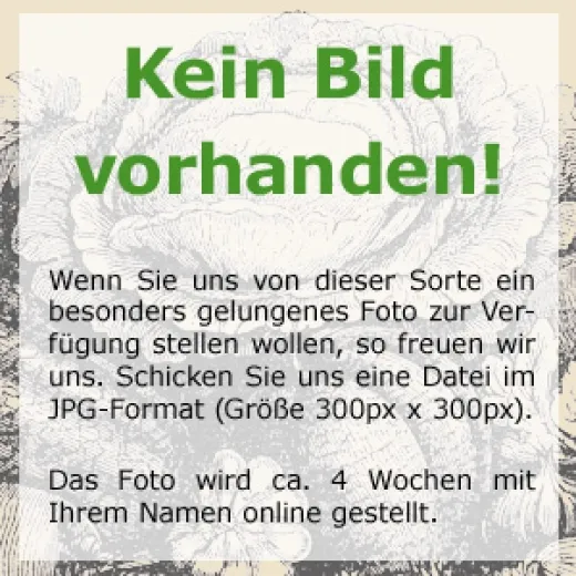 Russischer Estragon, Bio