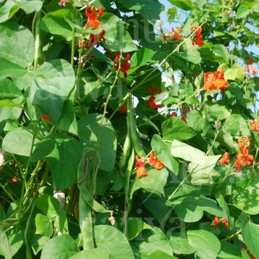 Scarlett Emperor, Bio Scarlett Emperor, Bio