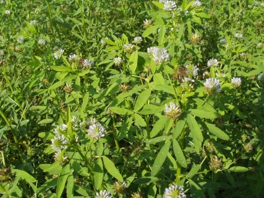 Schabziger Klee, Bio