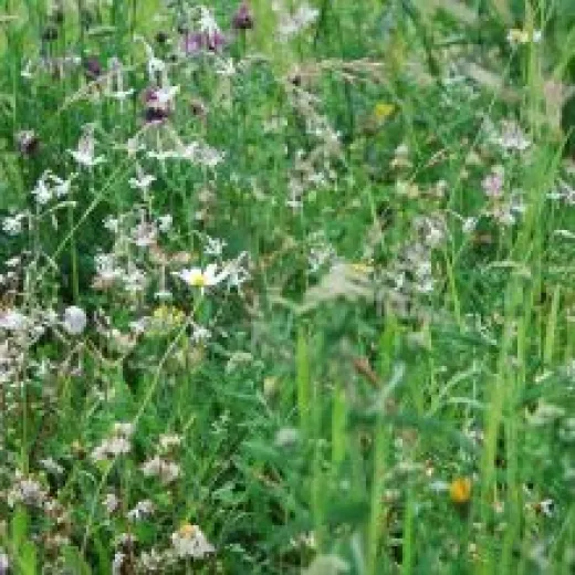 Schattige Standorte-Mix, Bio Schattige Standorte-Mix, Bio