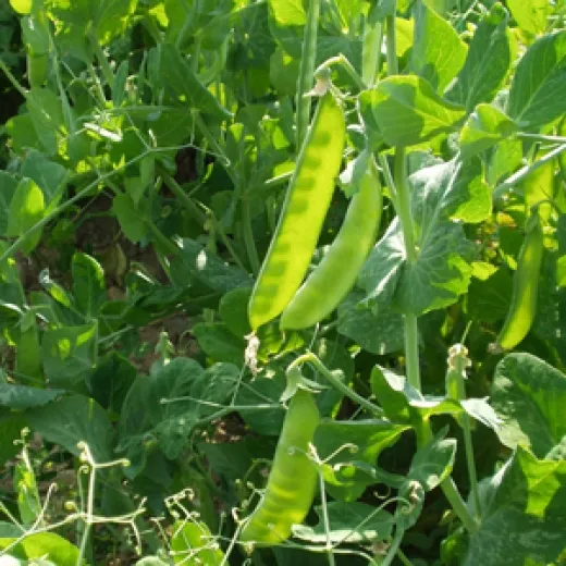 Schneeflocke, Bio, Mini-Pack