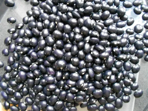 Schöne von Richigen, Bio