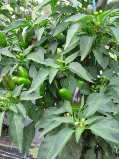 Sibirischer Hauspaprika, Bio Sibirischer Hauspaprika, Bio