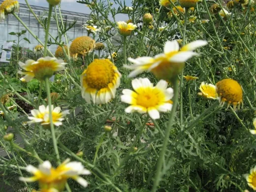 Speisechrysantheme, Bio