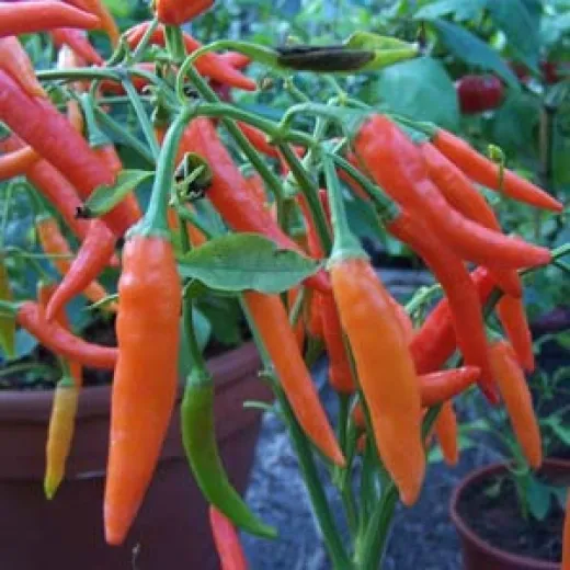 Sri Lanka Chili, Bio Sri Lanka Chili, Bio