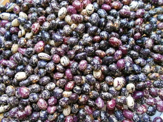 Steirischer Stangenbohnen - Mix, Bio, Mini-Pack Steirischer Stangenbohnen - Mix, Bio, Mini-Pack