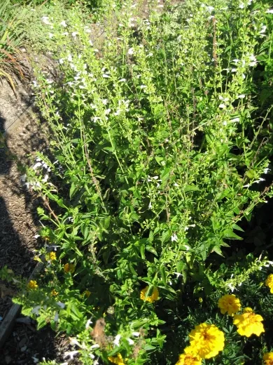 Stevia, Bio Stevia, Bio