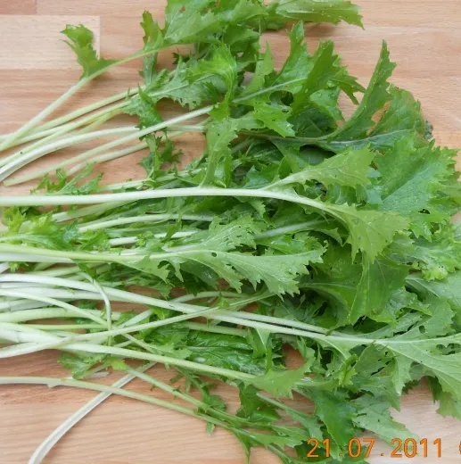 Stielmus, Bio Stielmus, Bio